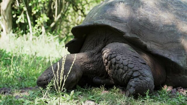 Galapagos giant tortoise, Chelonoidis niger, is a reptile species, that is endemic to the Galapagos islands in the pacific ocean of Ecuador.
