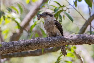 Kookaburra large bird native to Australia perched in tree with frog in beak
