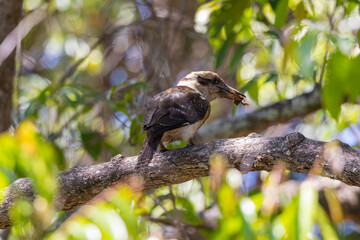 Kookaburra large bird native to Australia perched in tree with frog in beak