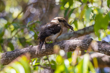 Kookaburra large bird native to Australia perched in tree with frog in beak