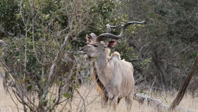 Kudu Chewing At The Bushes In Savannah Desert In Eastern Africa. Static Shot
