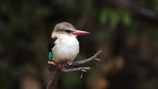The Brown-hooded Kingfisher Bird Species In Sub-Saharan Africa. Close Up