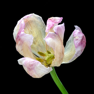 チューリップ
Tulip
KOHEI TAKE &copy;︎ TAKE PHOTO All RIGHT RESERVED