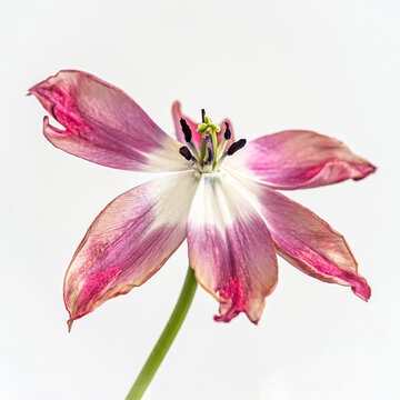 チューリップ　プリティウーマン
Tulip Prety woman
KOHEI TAKE &copy;︎ TAKE PHOTO All RIGHT RESERVED