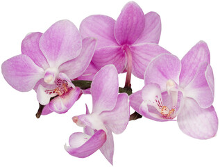 Fototapeta na wymiar Pink Phalaenopsis flowers on isolated background with clipping path. Closeup. For design. Transparent background. Nature.
