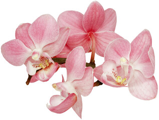 Phalaenopsis  flowers  on   isolated background with clipping path. Closeup. For design. Nature.