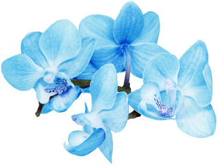 Phalaenopsis  blue  flowers  on     isolated background with clipping path. Closeup. For design.   Transparent background.    Nature.