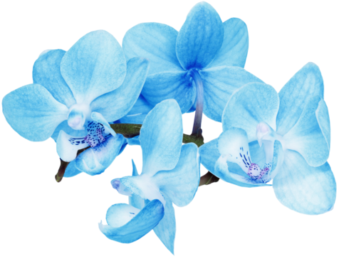 Phalaenopsis  blue  flowers  on     isolated background with clipping path. Closeup. For design.   Transparent background.    Nature.