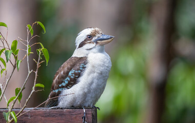 Kookaburra large bird native to Australia perched in residential area