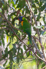 Close up view of Australian Rainbow Lorikeet in natural habitat in Eastern Australia