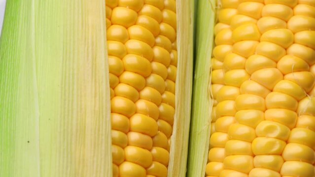  Close-up, view of corn cobs, rotation in circle. yellow fresh corn on the cob, Turning. selective focus. Seasonal agricultural crop