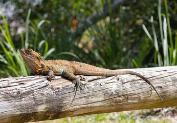 Close up of an Eastern Water Dragon in it's native habitat in Queensland, Australia