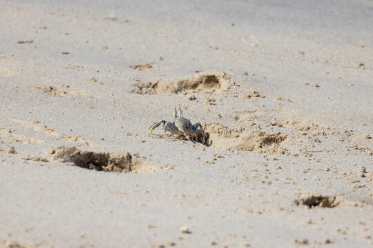 Horn-eyed ghost crab on beach along the Tweed River inlet, New South Wales, Australia