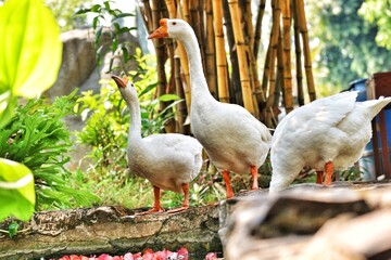 Some geese have white feathers and yellow quills.