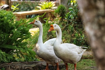 Some geese have white feathers and yellow quills.