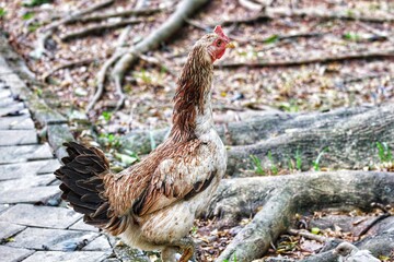 Indonesian local hen, with a long neck and dominantly brown, white and black fur