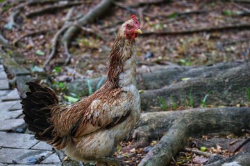 Indonesian local hen, with a long neck and dominantly brown, white and black fur