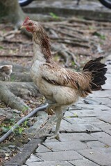 Indonesian local hen, with a long neck and dominantly brown, white and black fur