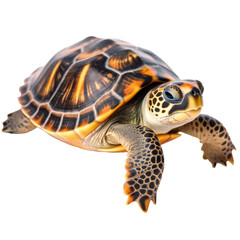 Obraz premium sea ​​turtle isolated on transparent with clipping path
