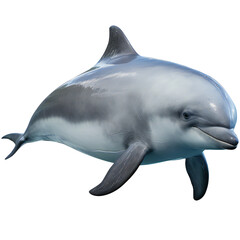 Blue vaquita whale isolated on transparent