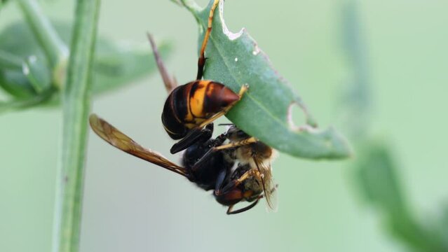 Asiatische Hornisse (Vespa velutina) zerlegt Honigbiene