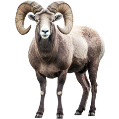 Obraz premium Wild big horned sheep isolated on transparent