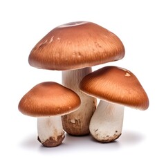 Boletus fungus isolated on a white background