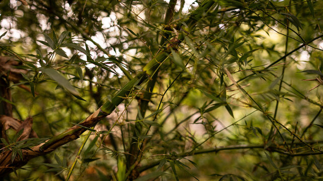 leaves in the forest
Bamboo leaves
beautiful Bamboo plant
beautiful Bamboo greenery