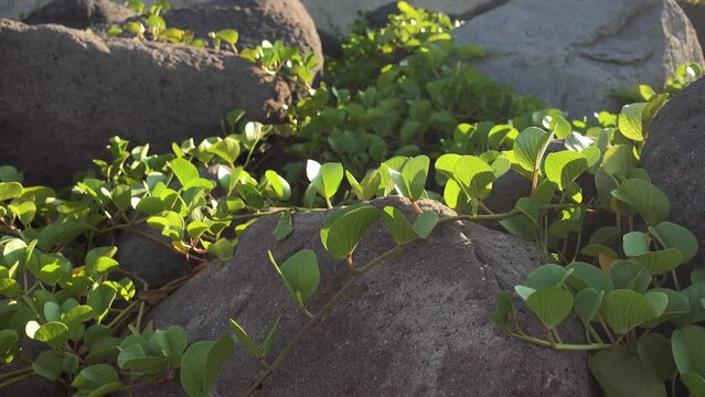 Hojas sobre las rocas. 