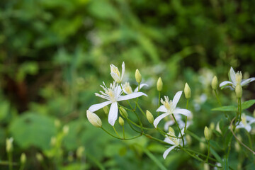 白いセンニンソウ（Clematis terniflora）の花をクローズアップ／キンポウゲ科