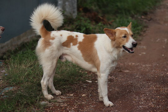 White and brown mixed breed dog standing on the ground looking at something. 