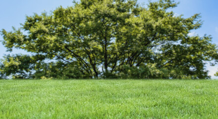 山の森の入り口　さわやかな青空と木々緑の草原・芝生の背景壁紙　アウトドア・スポーツ・行楽・レジャー・旅行・遠足・運動会の背景
