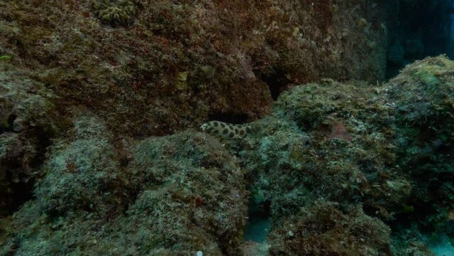 A mesmerizing spotted snake eel gracefully swims up an underwater volcanic rock.