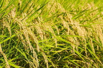 黄金色に実った稲穂　秋　9月