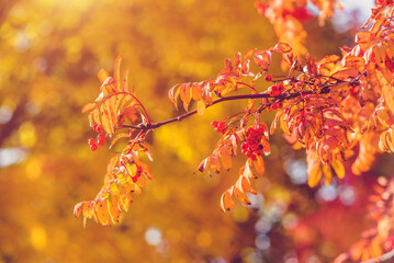 Red Rowan leaves on a blue sky background
