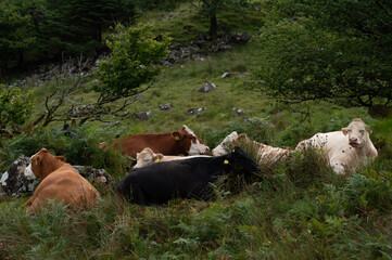 Cows on the meadow in Snowdonia