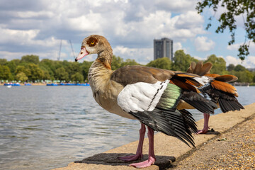 Goose in Hyde Park. London, England