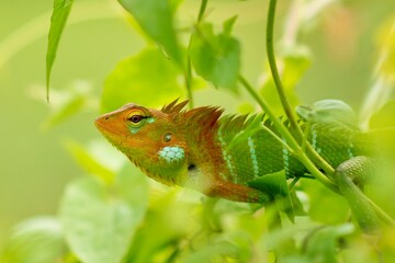 Lizard on leaf