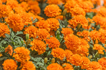 Close-up of beautiful marigold blossoms in the city park.