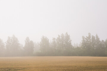 Fog in the morning on a highway in a rural area- vintage photography look