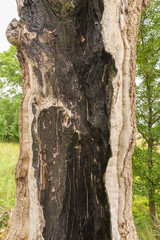 Fototapeta premium traces of a lightning strike in the trunk of an old oak tree