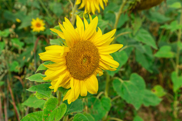 Fototapeta premium A field of yellow sunflowers
