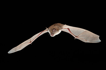 Greater Horseshoe Bat Flight Hunting Night Halloween