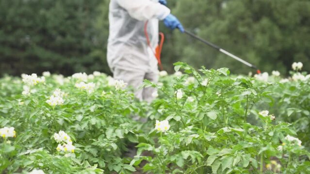 man farmer uses chemicals in a potato field, a red container for a Colorado potato beetle drug and a sprinkler. The drug kills larvae and adult insects, is safe for humans