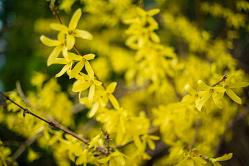 Close up of yellow forsythia flowers blooming in springtime
