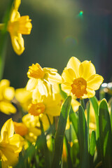 yellow narcissus in the garden
