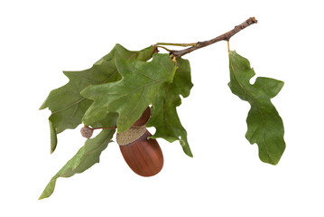A branch with dried leaves and an acorn isolated on a transparent background.