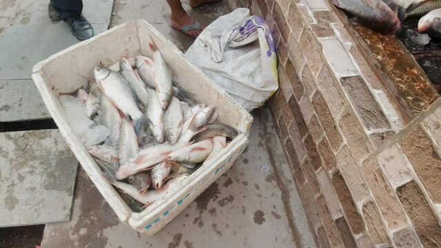 Bristol Fish Market with Dead Fish in a Polystyrene Box for Sale Outside in India.