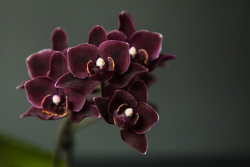 Phalaenopsis orchid black angel on a black background