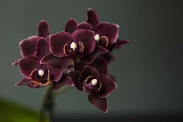Foto auf Glas Phalaenopsis orchid black angel on a black background © Helen